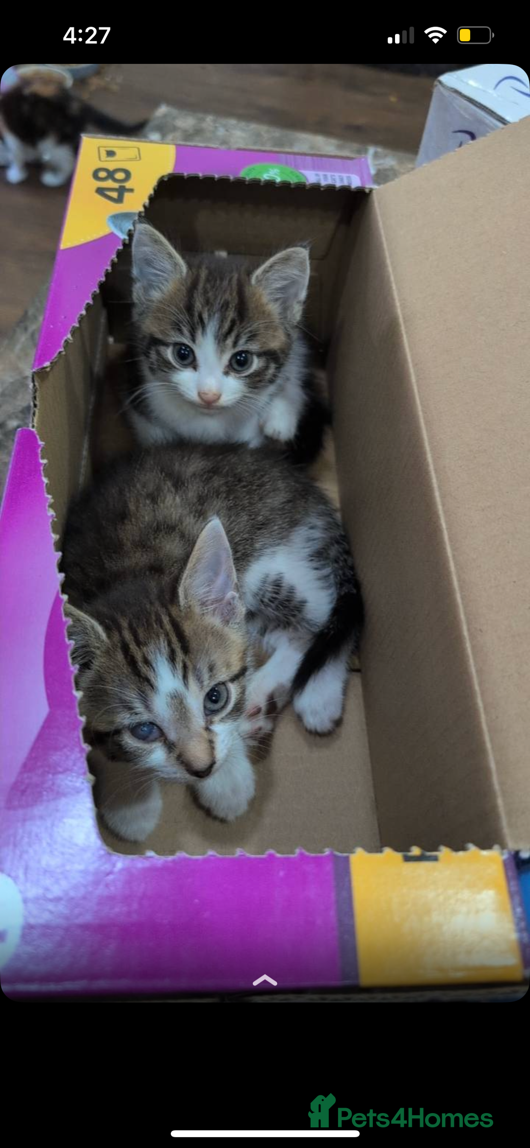 Mixed Breed cats for sale: 2 month old kittens ready for their forever homes  - Image 7