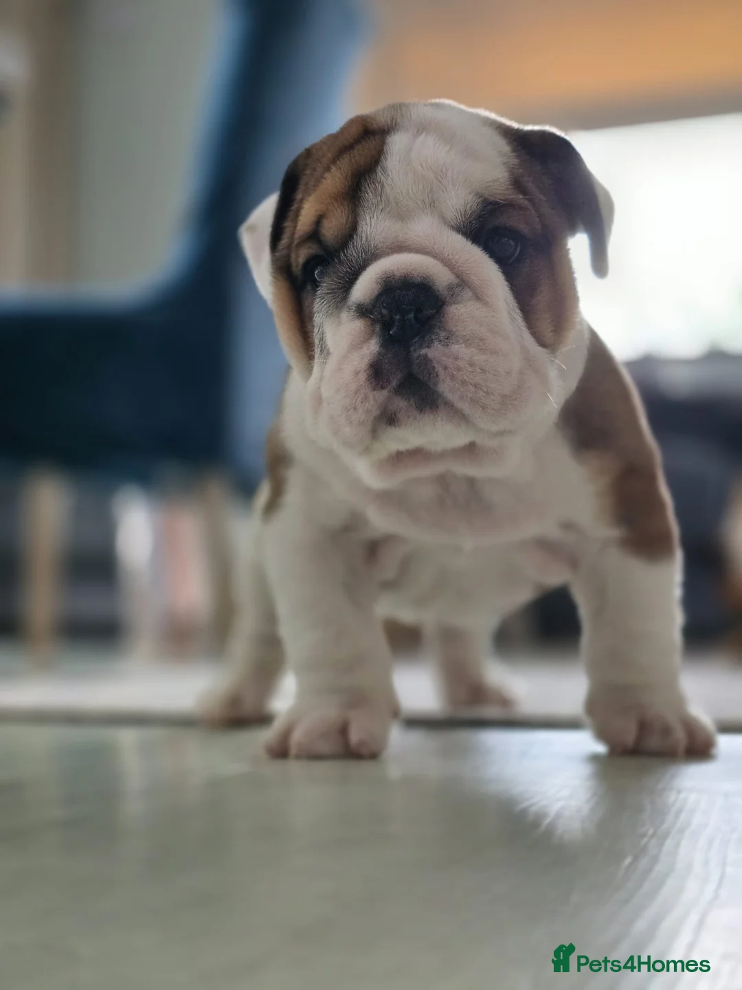 English Bulldog dogs for sale: ✨ CHAMPION SIRED BULLDOG PUPPIES AVAILABLE 🚨🏆 - Advert 2