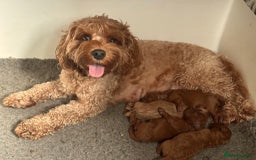 Cavapoo dogs for sale: F1B Cavapoo health tested boutique breeder - Image 13