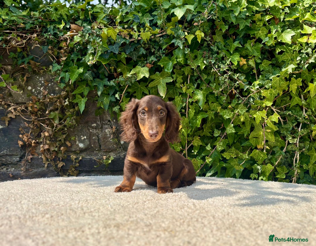 Miniature Dachshund dogs for sale: Long Haired Miniature Dachshunds - READY NOW! - Image 14