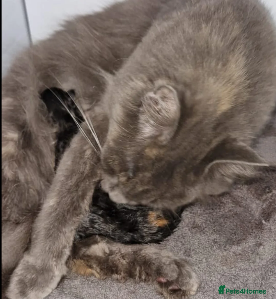 Mixed Breed cats for sale: kittens in Horley - Advert 7