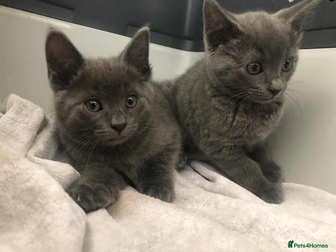 Mixed Breed cats for sale: Super gorgeous Russian blue kittens ready to go - Image 4
