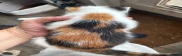 Mixed Breed cats for sale: Two well socialised kittens  - Advert 8