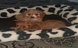 Cavapoo dogs for sale: Cavapoo puppies  - Image 4