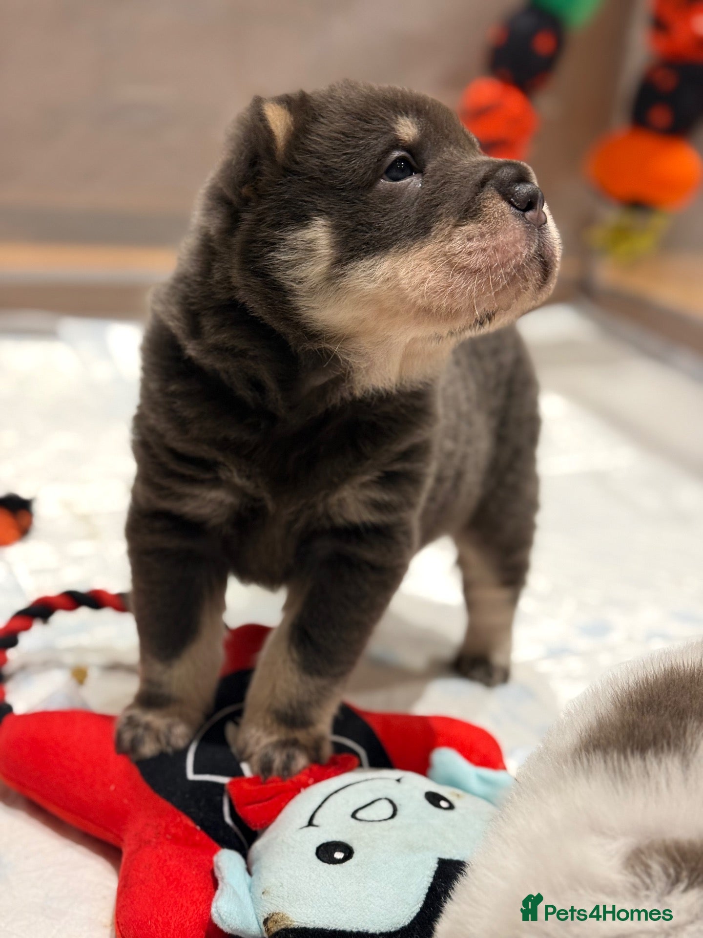Shar Pei dogs FIRST CLASS 🏆 BEAR COAT SHARPEI BABIES 🌹 - Advert 1