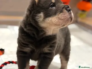 Shar Pei dogs FIRST CLASS 🏆 BEAR COAT SHARPEI BABIES 🌹 - Advert 1