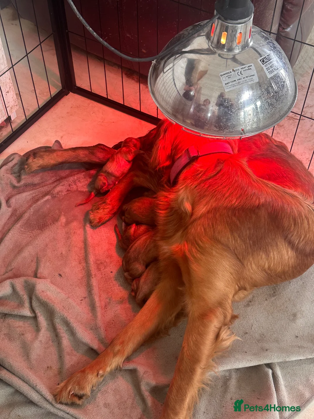 Golden Retriever dogs for sale: Golden Retriver KC Puppies  - Advert 1