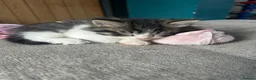 Mixed Breed cats for sale: Ready now! Fluffy little boy kitten  - Advert 7