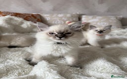 Ragdoll cats for sale: GCCF registered Ragdoll kittens - Image 3
