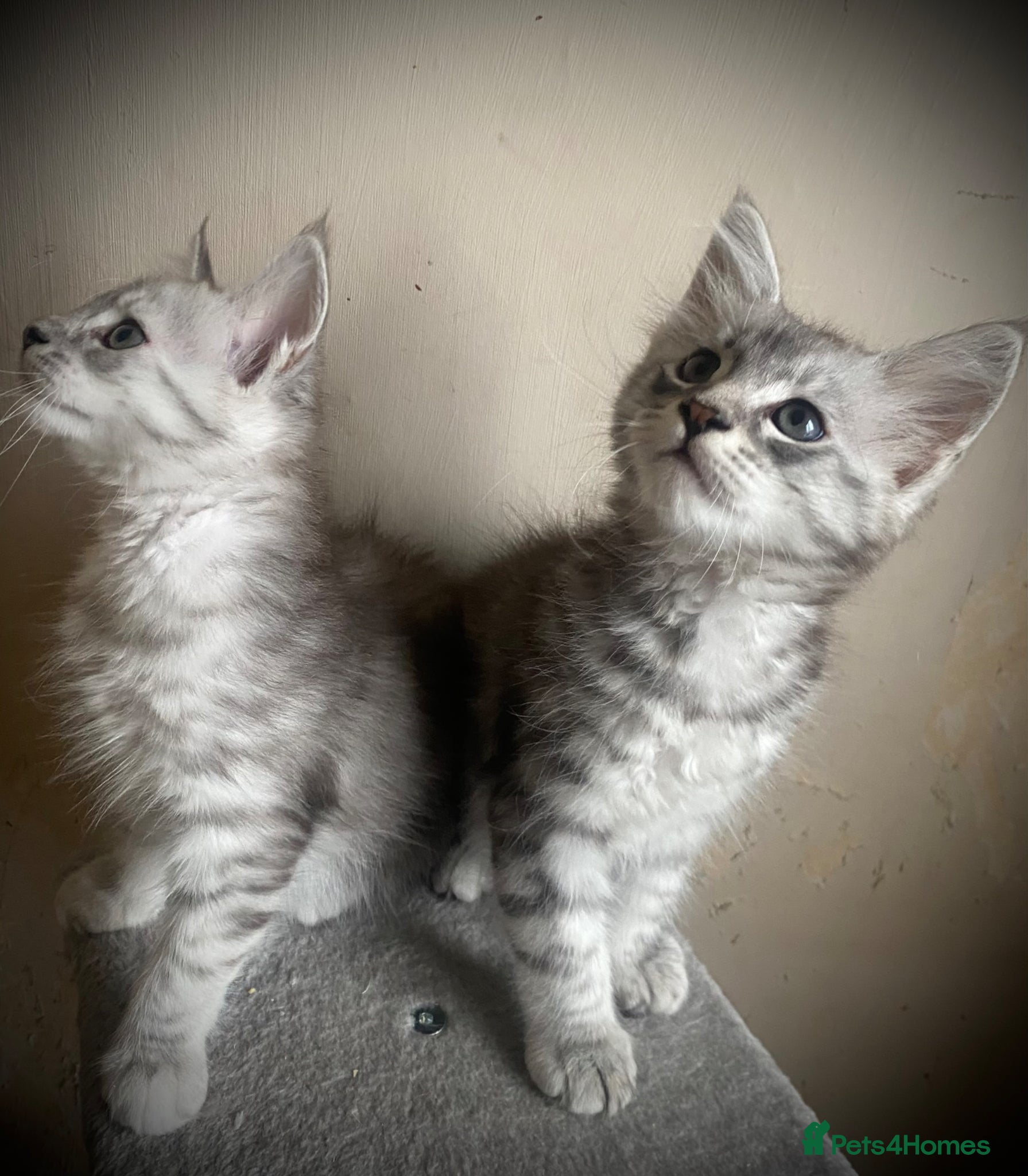 Maine Coon cats for sale: Silver tabby Full Maine Coon Kittens  - Advert 4