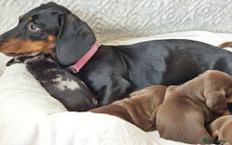 Miniature Dachshund dogs for sale: Miniature Dachshund puppies. Readying Soon! - Image 19