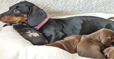 Miniature Dachshund dogs - Advert 2