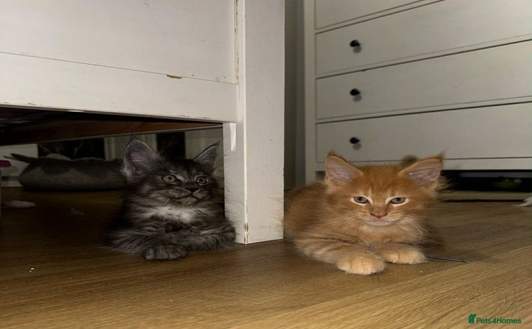 Maine Coon cats BEAUTIFUL FULL MAINE COON KITTENS AVAILABLE NOW 🐱 - Advert 7