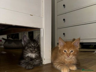 Maine Coon cats BEAUTIFUL FULL MAINE COON KITTENS AVAILABLE NOW 🐱 - Advert 10