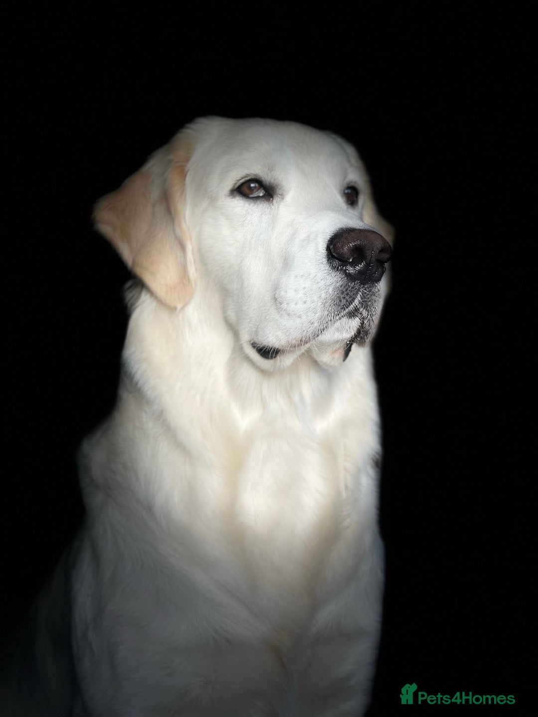 Golden Retriever dogs for stud: Stunning Golden Retriever Stud Dog KC Registered in Beverley - Advert 2