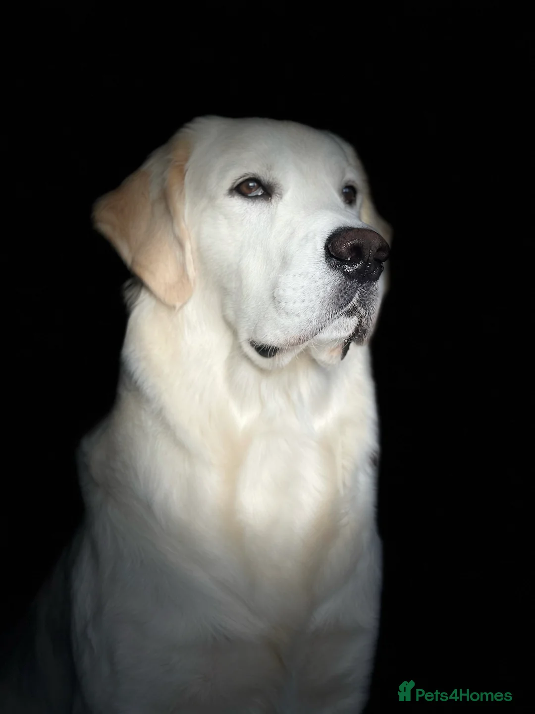 Golden Retriever dogs for stud: Stunning Golden Retriever Stud Dog KC Registered in Beverley - Advert 2