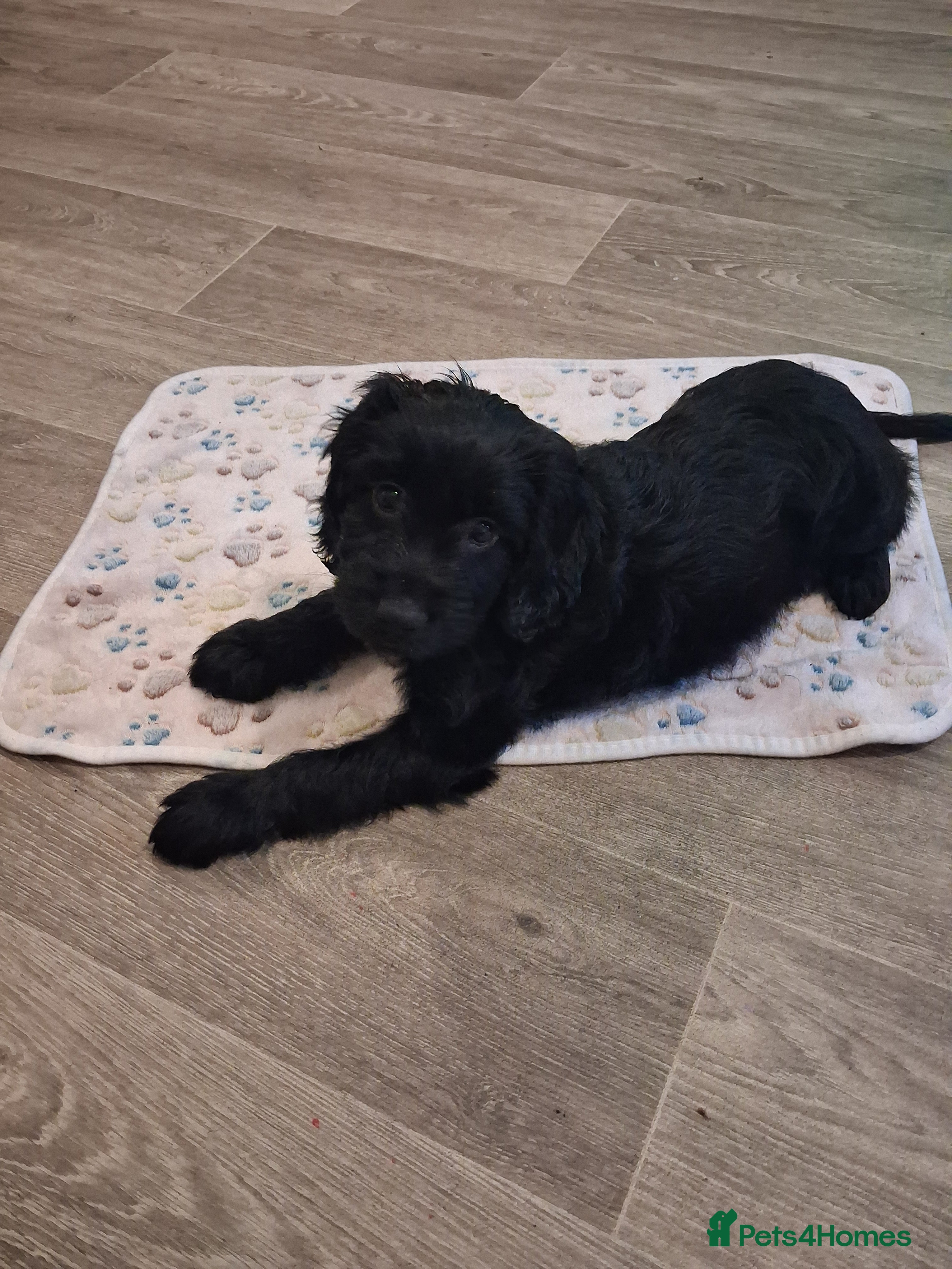 Mixed Breed dogs Beautiful girl looking for her forever home - Advert 3