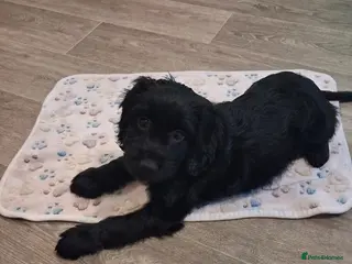 Mixed Breed dogs Beautiful girl looking for her forever home - Advert 13