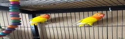 Lovebirds birds for sale: Lutino for sale - Advert 4