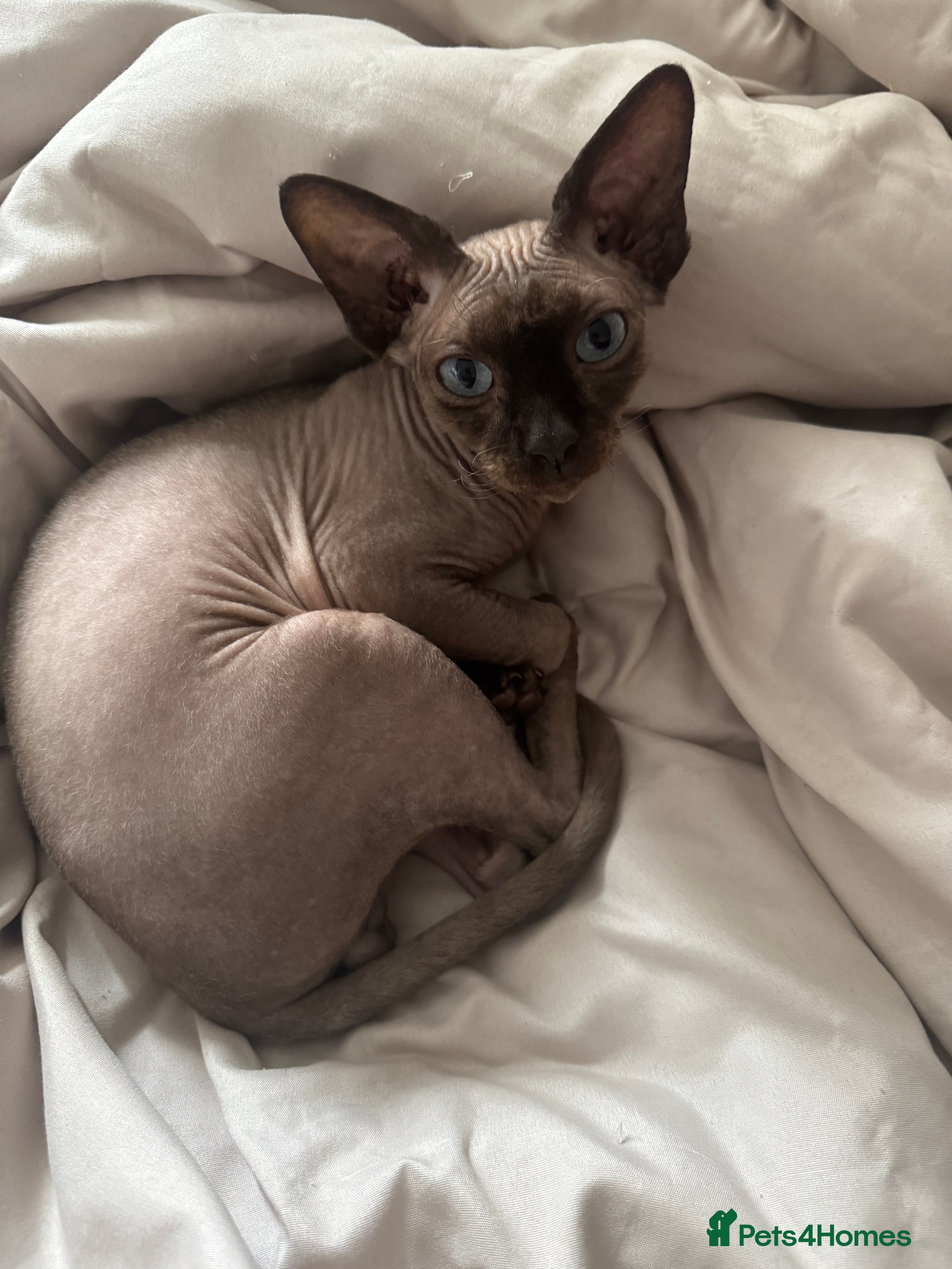 Sphynx cats Rehoming Dobbie  - Advert 2