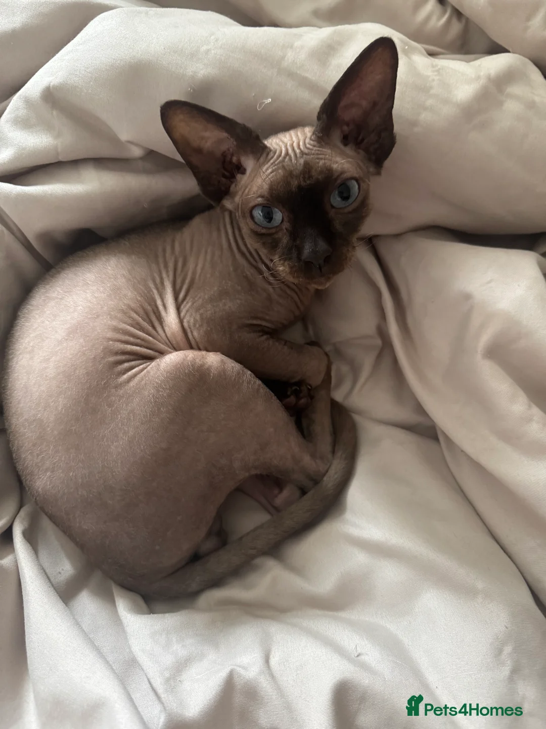 Sphynx cats for sale: Rehoming Dobbie  - Advert 1