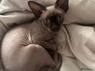 Sphynx cats Rehoming Dobbie - Advert 3