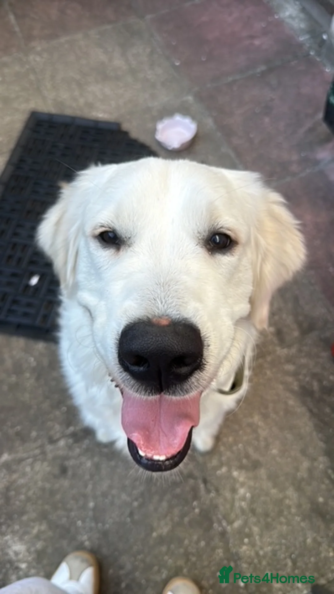Golden Retriever dogs for stud: English Cream Golden Retriever Stud - Advert 2