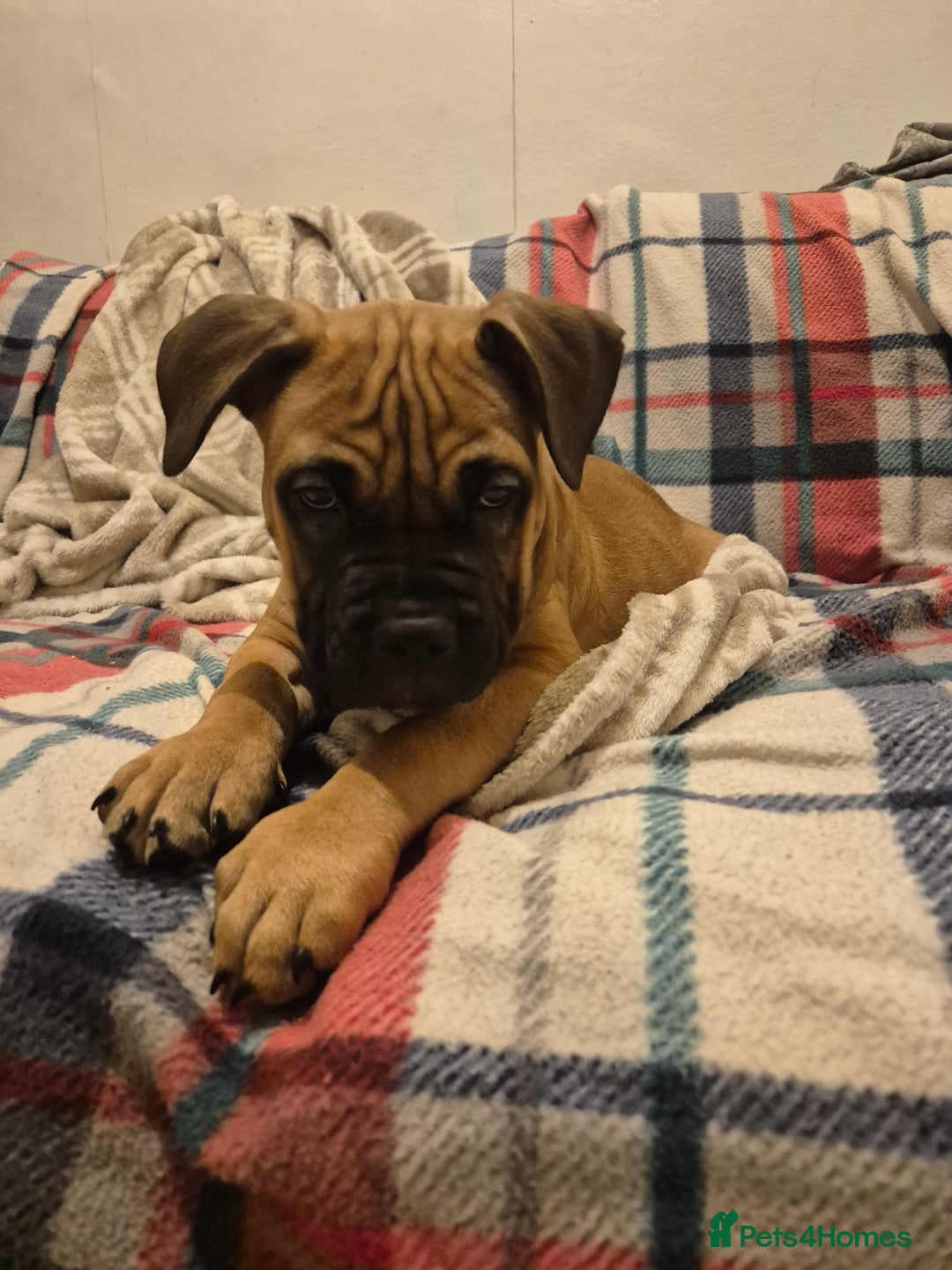 Mixed Breed dogs for sale: Bullmastiff x puppies 🐶  - Advert 32