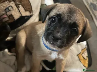 Mixed Breed dogs **Ready** ** French Bulldog x Pomchi Pups - Advert 11