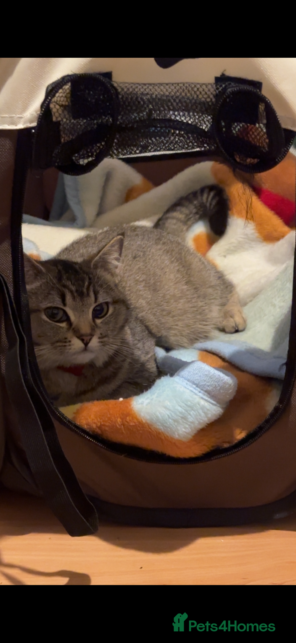 Mixed Breed cats KITTENS READY TO GO - Advert 6