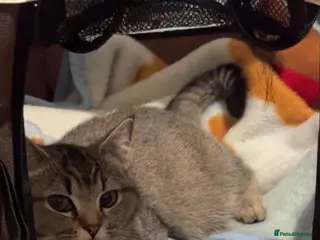 Mixed Breed cats KITTENS READY TO GO - Advert 5