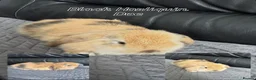Mini Lop rabbits for sale: Mini Lops  - Advert 4