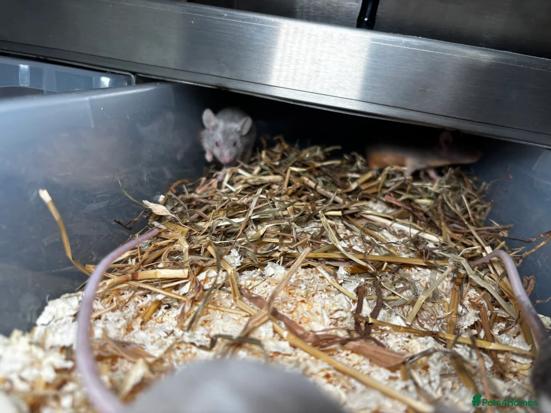 Rat rodents for sale: Rats and mice mixed colours and sexes for sale - Advert 11