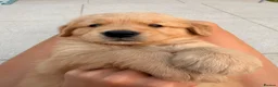 Golden Retriever dogs for sale: 2 beautiful golden boys left!✨🐾 - Advert 2