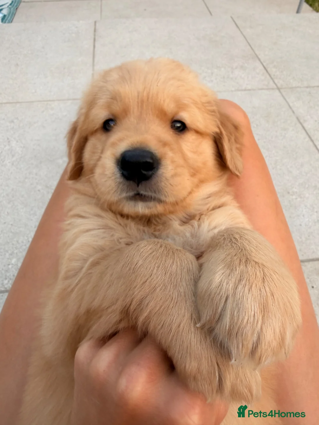 Golden Retriever dogs for sale: 2 beautiful golden boys left!✨🐾 - Advert 2