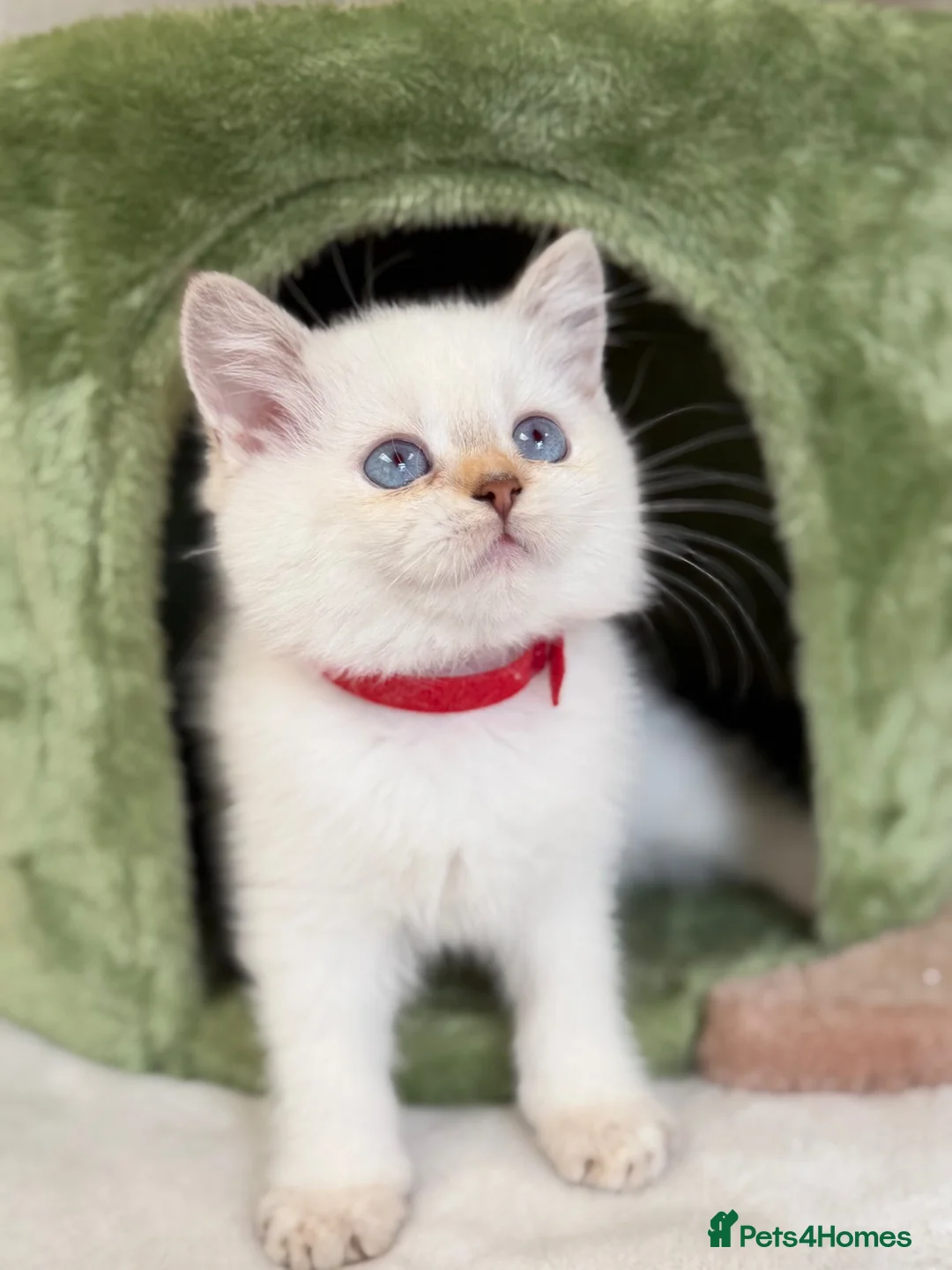British Shorthair cats for sale: British Shorthair golden blue eyed kittensGCCF - Advert 29