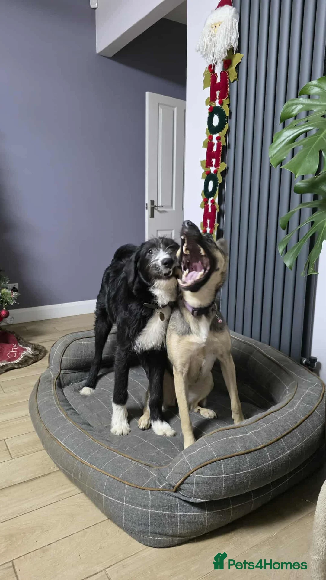 Mixed Breed dogs for adoption: DONNIE - Guardian breed experience required  - Advert 5