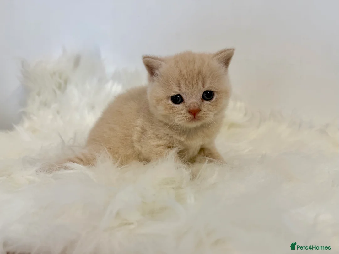 British Shorthair cats for sale: Gccf registered British shorthair kittens - Advert 20