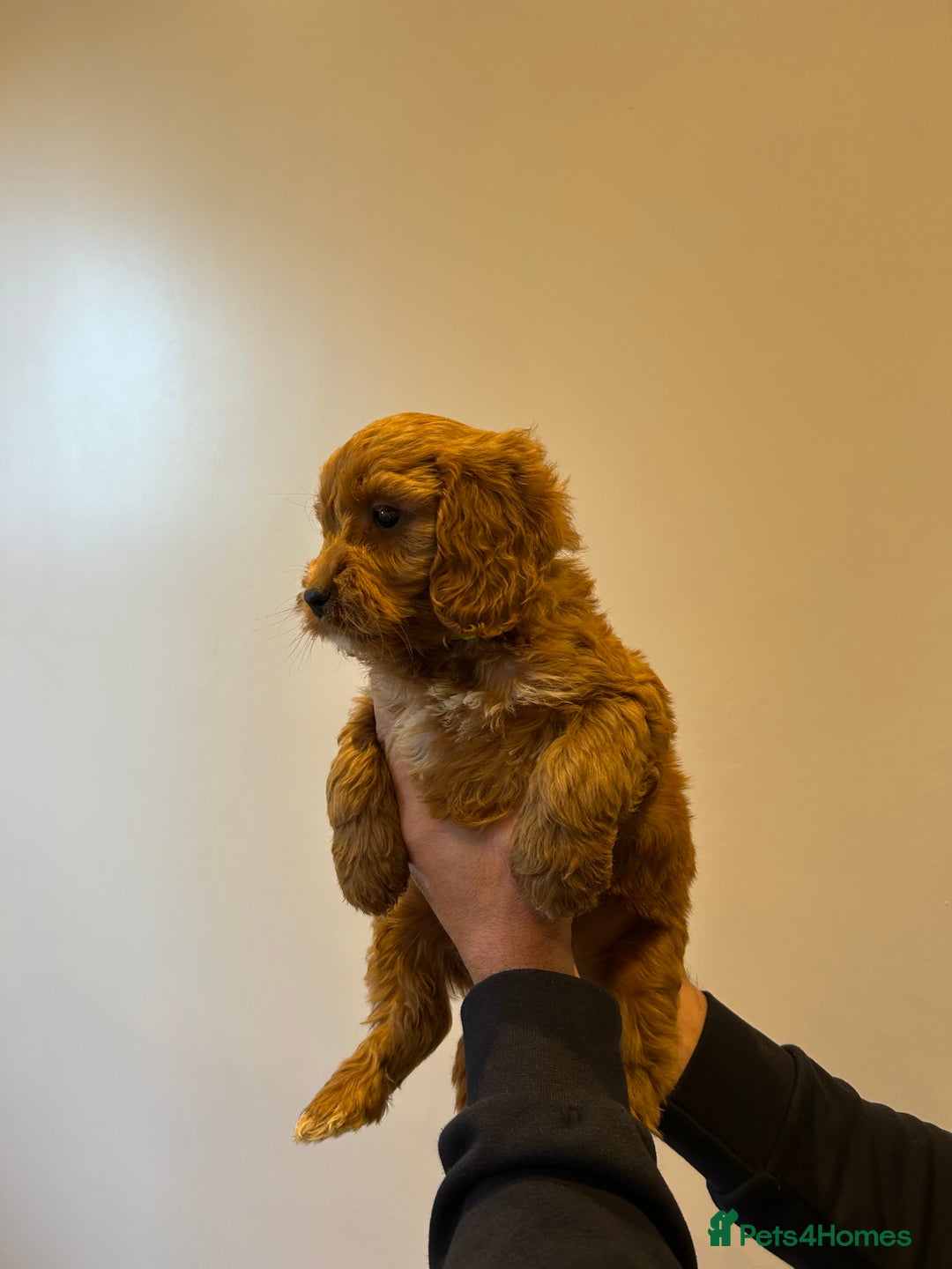 Cockapoo dogs for sale: Cockapoo puppies f1 gorgeous little babys - Advert 13