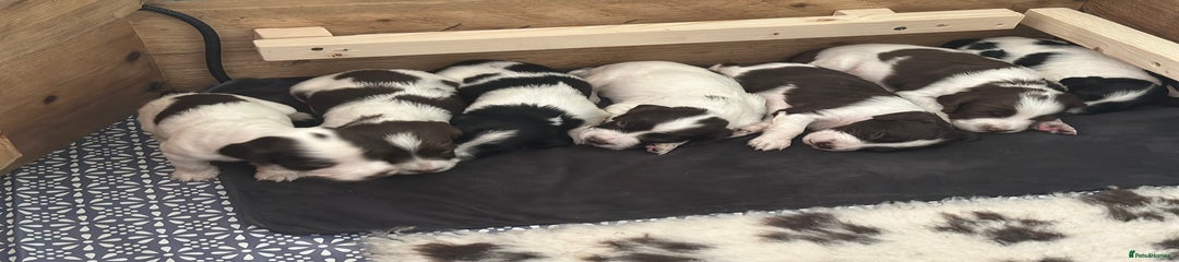 English Springer Spaniel Puppy 7