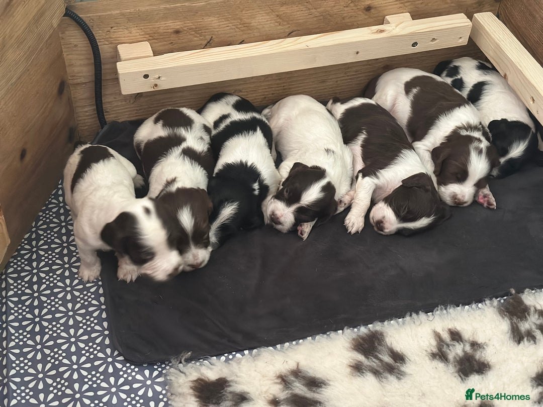 English Springer Spaniel dogs for sale: English working Springer Spaniel puppies for sale  - Image 24