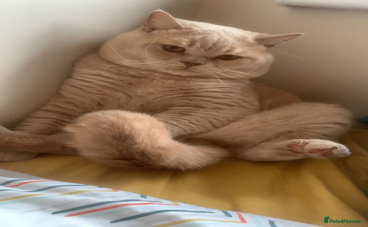 British Shorthair cats - Advert 10