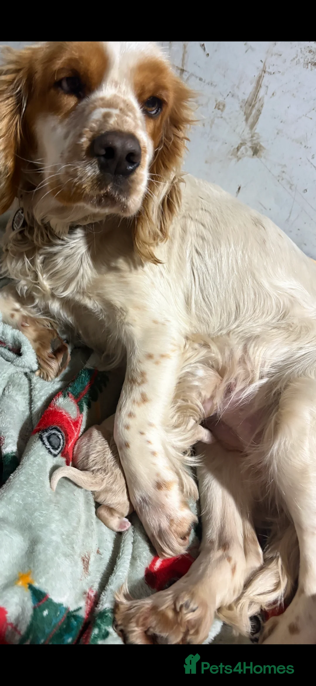 Cockapoo dogs for sale: 6 week old male cockerpoo - Advert 3