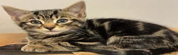 Savannah cats for sale: Stunning Savannah cross kittens, mum TICA reg - Advert 24