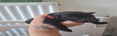 Red collar black boy