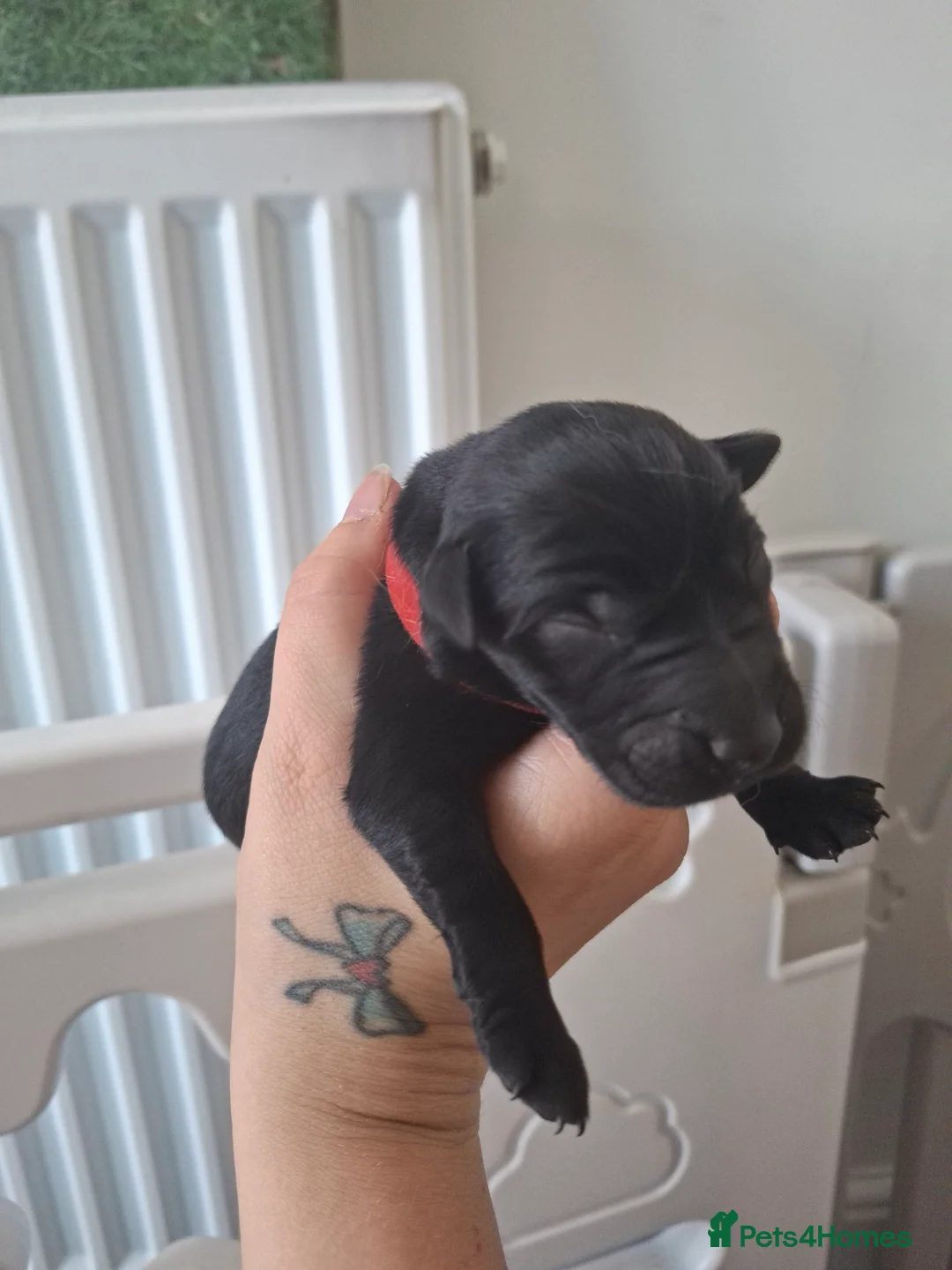Labrador Retriever dogs for sale: 7 labrador puppies 4 male 3 female - Advert 2