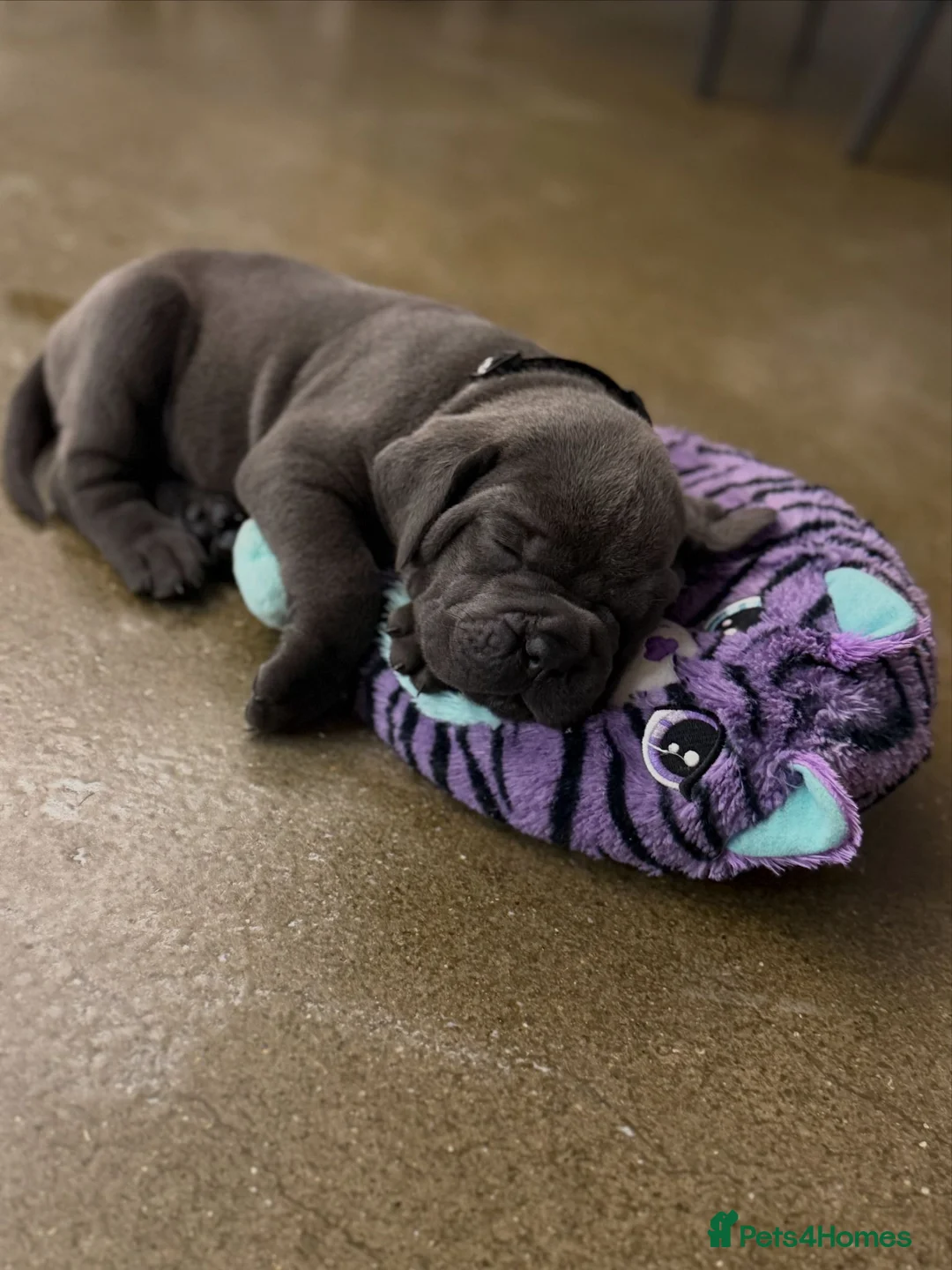 Cane Corso dogs for sale: Cane Corso Puppies – Ready to Reserve  in Loughton - Advert 11