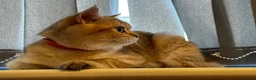 British Shorthair cats for sale: Smart Pedigree Golden British Shorthair Kitten   - Advert 7