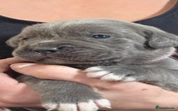 Cane Corso dogs for sale: Baby cane corsa - Image 1