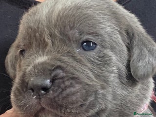 Cane Corso dogs - Advert 23